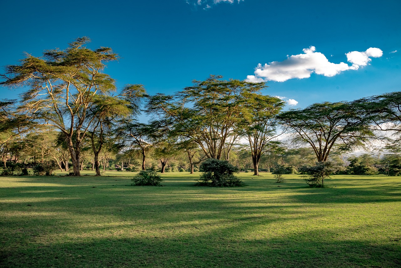 Kenija safari , Kenija - Nova godina